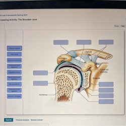 Labeling structural joint tendons ligaments transcribed