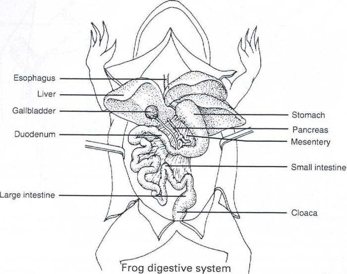 Frog anatomy review labeling key ratings biologycorner