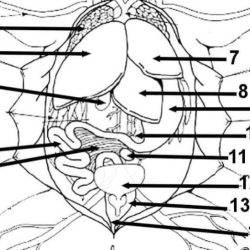 Frog anatomy review labeling answers