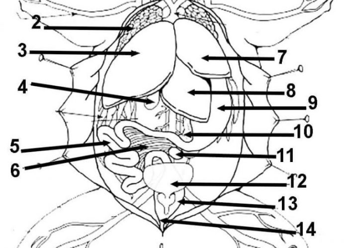 Frog anatomy review labeling answers