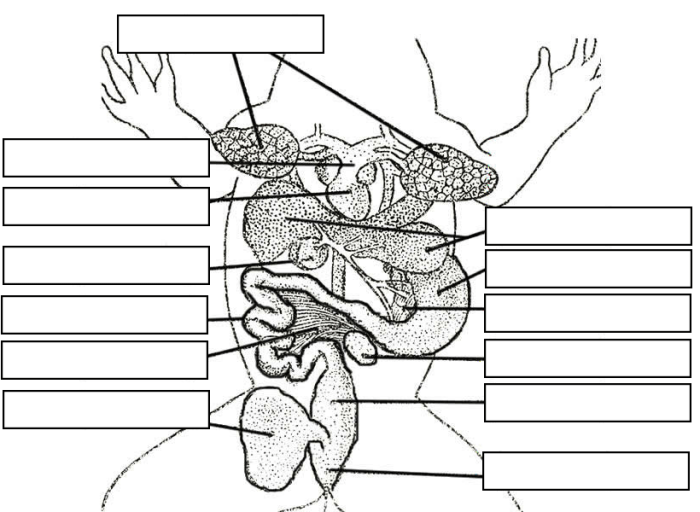 Frog anatomy review labeling answers