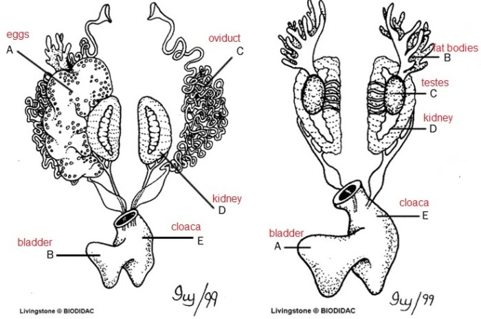 Frog anatomy review labeling answers