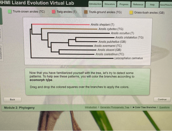 Hhmi lizard evolution virtual lab