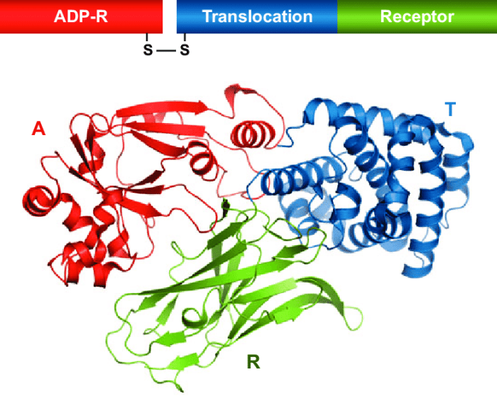 Diphtheria toxin toxins ribosylation adp elongation factor eef2 dt yeast synthesis