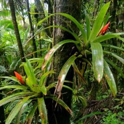 Epiphytes growing on tropical trees exemplify