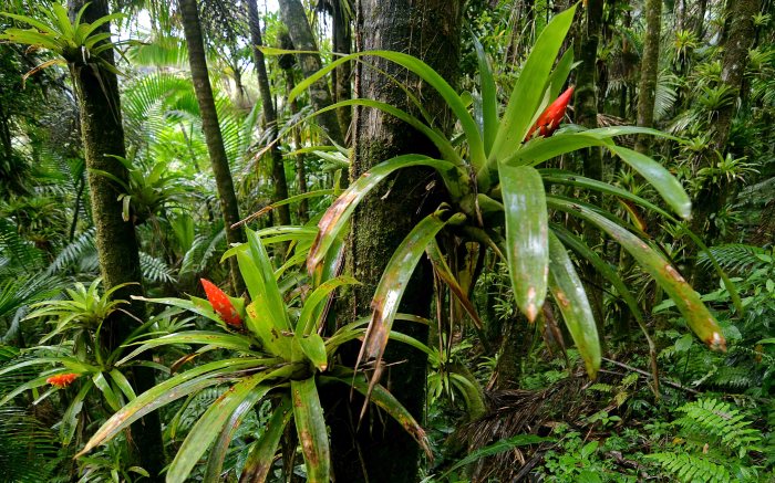 Epiphytes growing on tropical trees exemplify