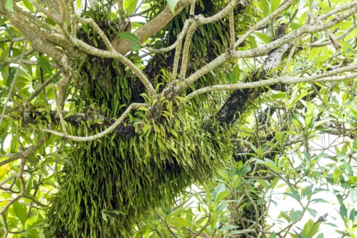 Epiphytes growing on tropical trees exemplify