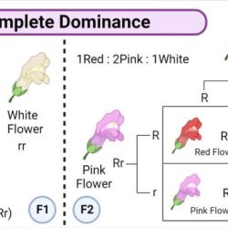 Incomplete dominance genetics