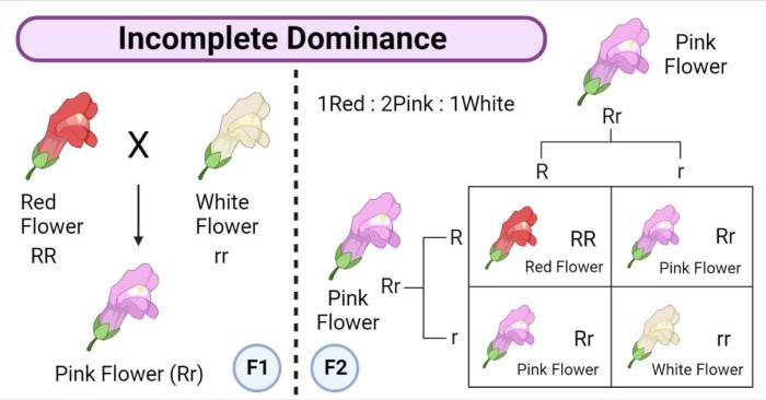 Incomplete dominance genetics