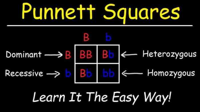 Genotypes phenotypes list punnett parent problem draw fill following square then study obtained